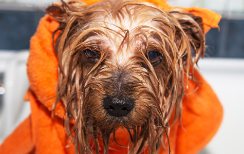 Wet Dog Wrapped in an Orange Towel